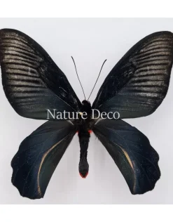 Ongeprepareerde Atrophaneura Dixoni