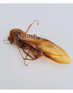 Ongeprepareerde Atta laevigata (Koningin)