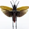 (On)geprepareerde Aularches Punctatus