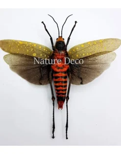 (On)geprepareerde Aularches Punctatus