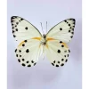 Ongeprepareerde Belenois Calypso