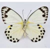 Ongeprepareerde Belenois Theora