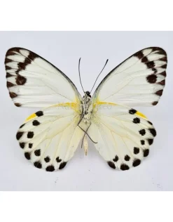Ongeprepareerde Belenois Theora