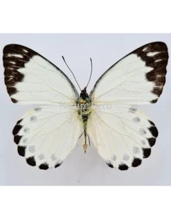 Ongeprepareerde Belenois Theora