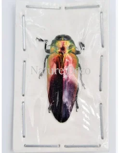 Ongeprepareerde Belionota Tricolor (prachtkever)