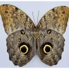 Ongeprepareerde Caligo Eurilochus