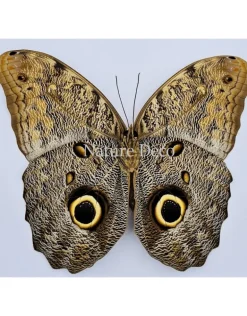 Ongeprepareerde Caligo Eurilochus