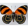 Ongeprepareerde Callicore Cynosura