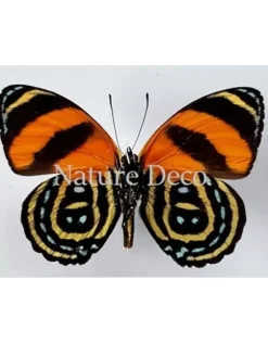 Ongeprepareerde Callicore Cynosura