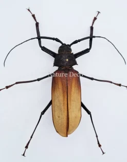 Ongeprepareerde Callipogon Armillatus