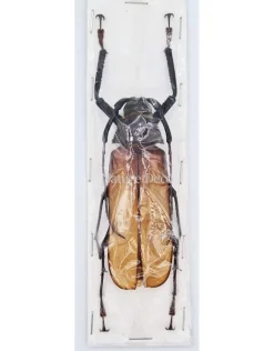 Ongeprepareerde Callipogon Armillatus