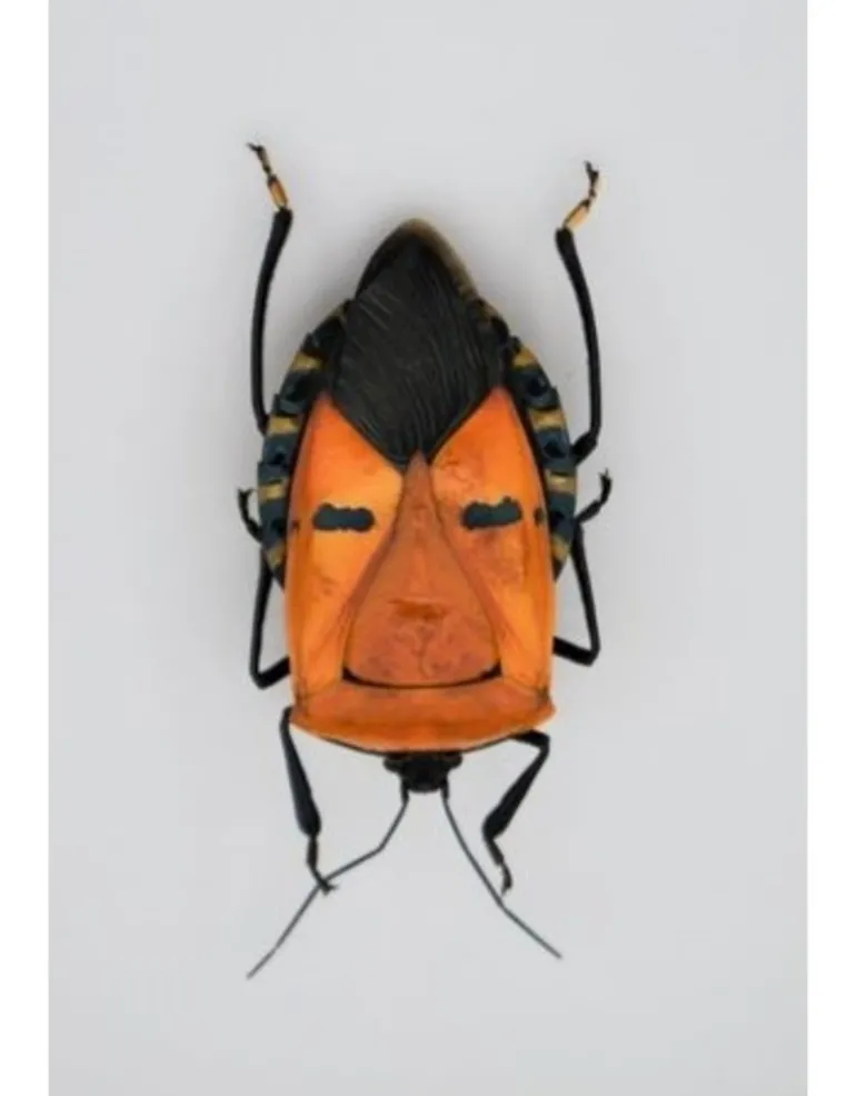 Ongeprepareerde Catacanthus incarnatus