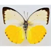 Ongeprepareerde Catopsilia Scylla