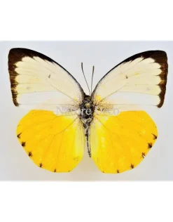 Ongeprepareerde Catopsilia Scylla