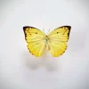 Ongeprepareerde Catopsilia Pomona