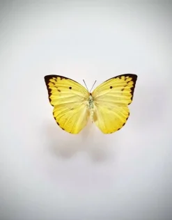 Ongeprepareerde Catopsilia Pomona