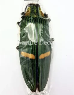 Ongeprepareerde Catoxantha Opulenta