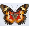 Ongeprepareerde Cethosia Hypsea