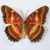 Ongeprepareerde Cethosia biblis