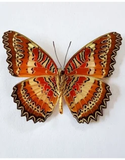 Ongeprepareerde Cethosia biblis