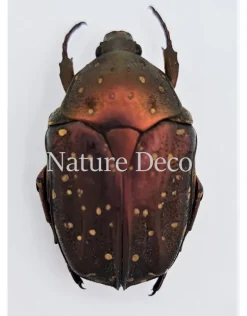 Ongeprepareerde Cetoniidae sp 2