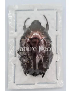 Ongeprepareerde Cetoniidae sp 2