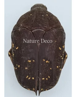 Ongeprepareerde Cetoniidae sp 3