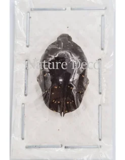 Ongeprepareerde Cetoniidae sp 3