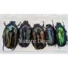 Ongeprepareerde Cetoniidae sp 1