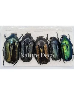Ongeprepareerde Cetoniidae sp 1