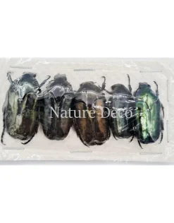Ongeprepareerde Cetoniidae sp 1