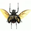 Ongeprepareerde Chalcosoma Atlas kever