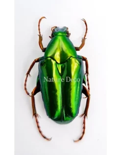 Ongeprepareerde Chalcothea Neglecta