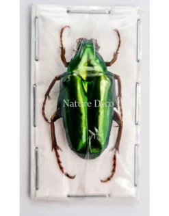 Ongeprepareerde Chalcothea Neglecta