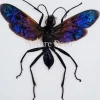 (On)geprepareerde Chalybion Californicum (modder wesp)