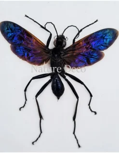 (On)geprepareerde Chalybion Californicum (modder wesp)