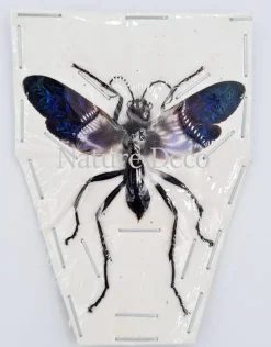 (On)geprepareerde Chalybion Californicum (modder wesp)