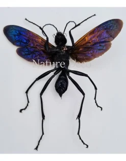 (On)geprepareerde Chalybion Californicum (modder wesp)