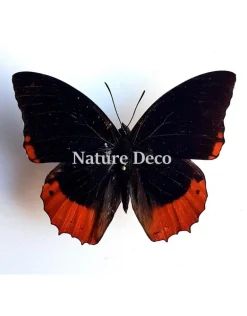 Ongeprepareerde Charaxes Anticlea