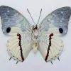 Ongeprepareerde Charaxes Hadrianus