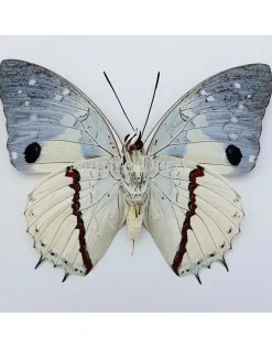 Ongeprepareerde Charaxes Hadrianus