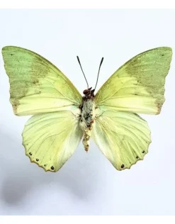Ongeprepareerde Charaxes Eupale