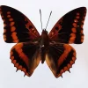 Ongeprepareerde Charaxes Lucretius