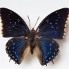 Ongeprepareerde Charaxes Tiridates