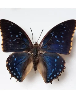Ongeprepareerde Charaxes Tiridates