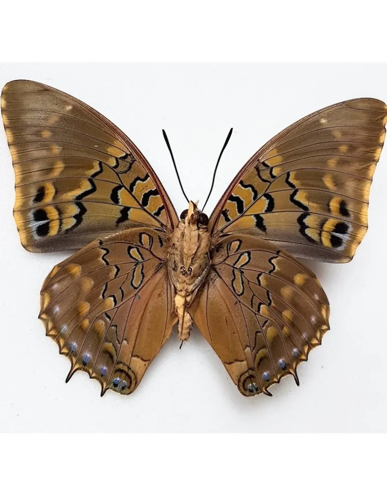 Ongeprepareerde Charaxes Tiridates