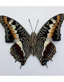 Ongeprepareerde Charaxes Castor