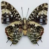 Ongeprepareerde Charaxes Etesipe