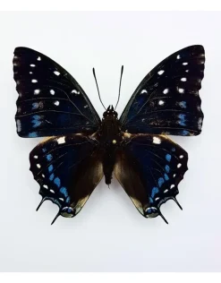 Ongeprepareerde Charaxes Etesipe