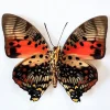Ongeprepareerde Charaxes Zingha